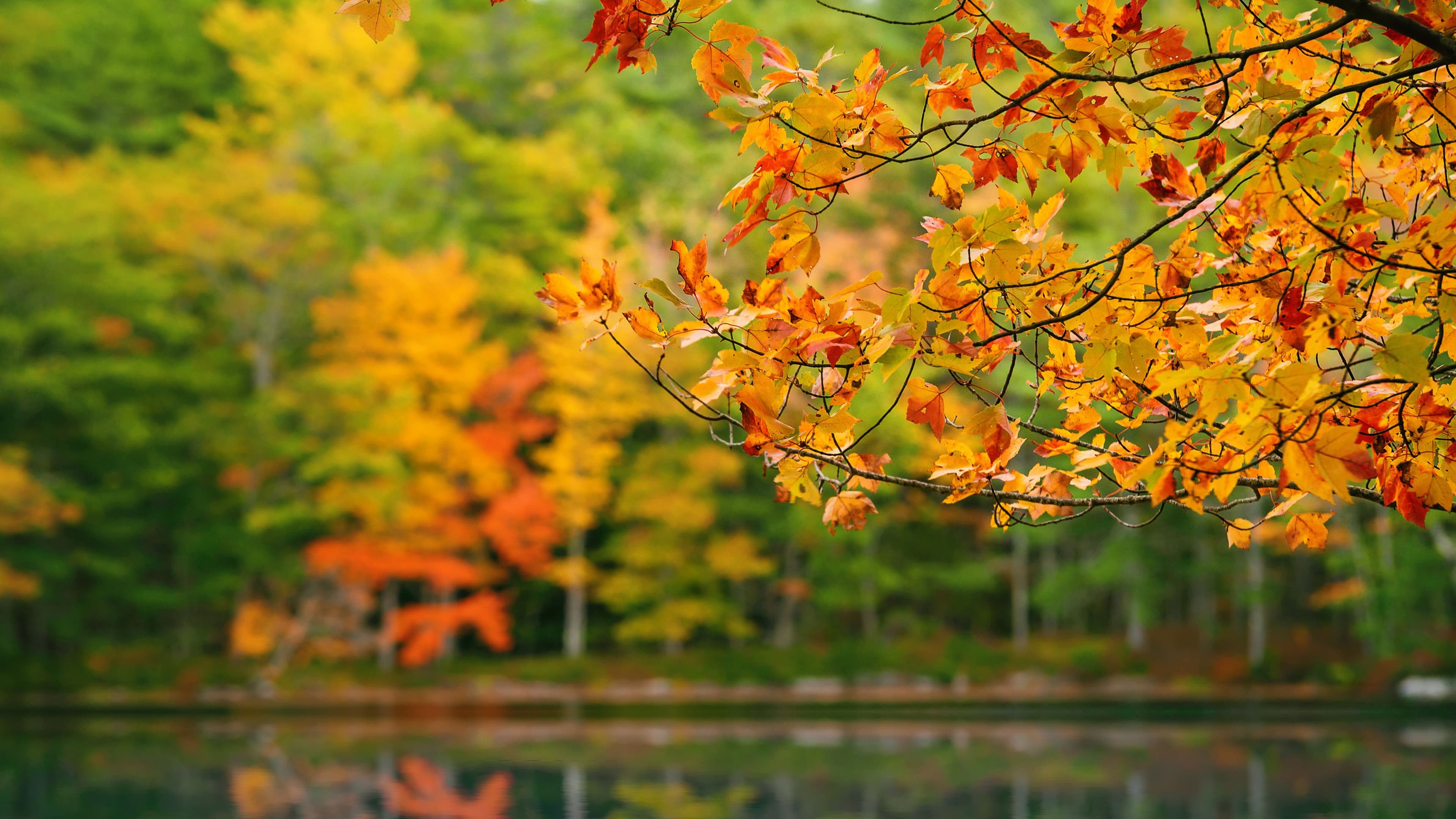 A fall foliage landscape