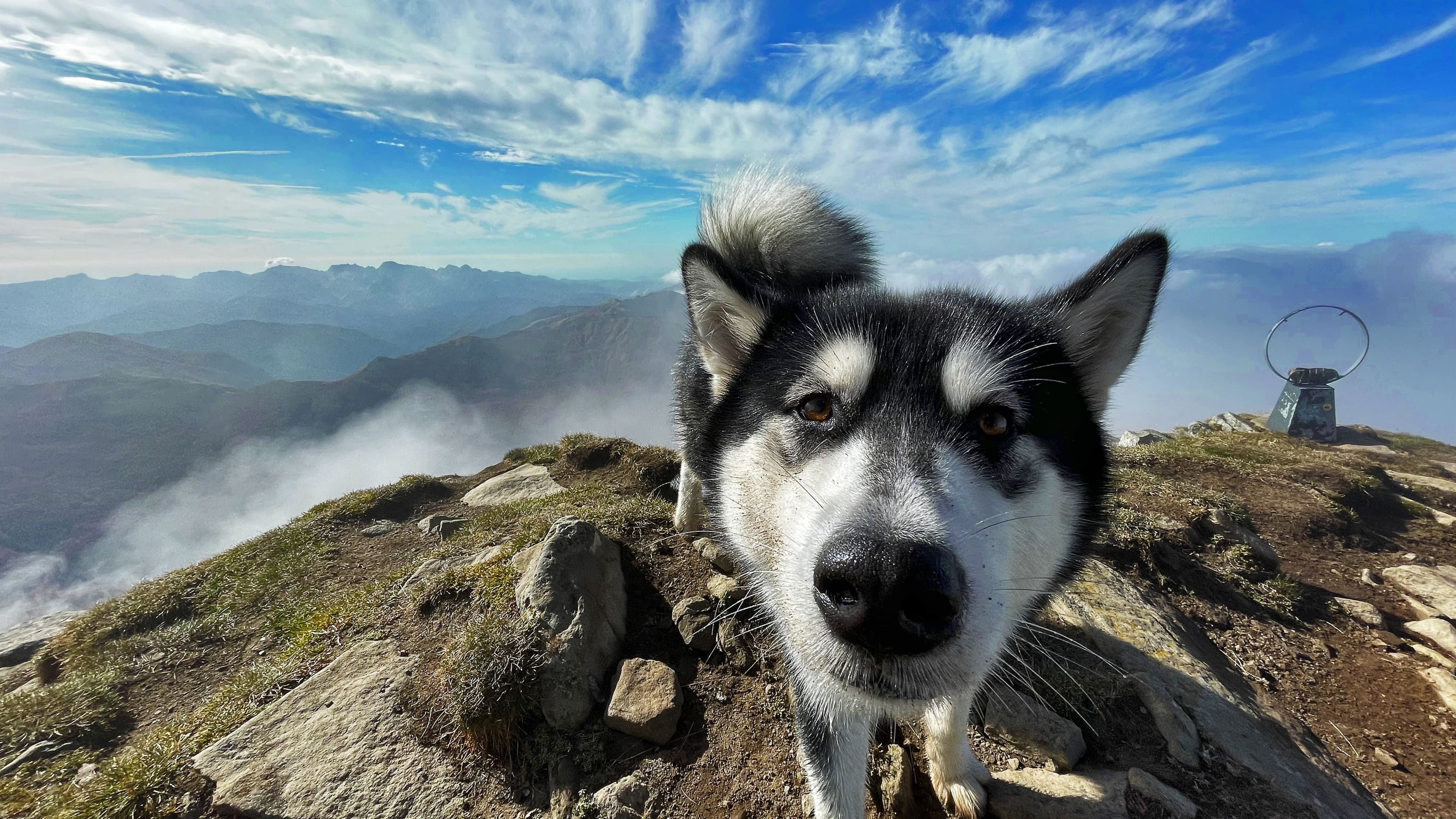 A dog on a hiking trail
