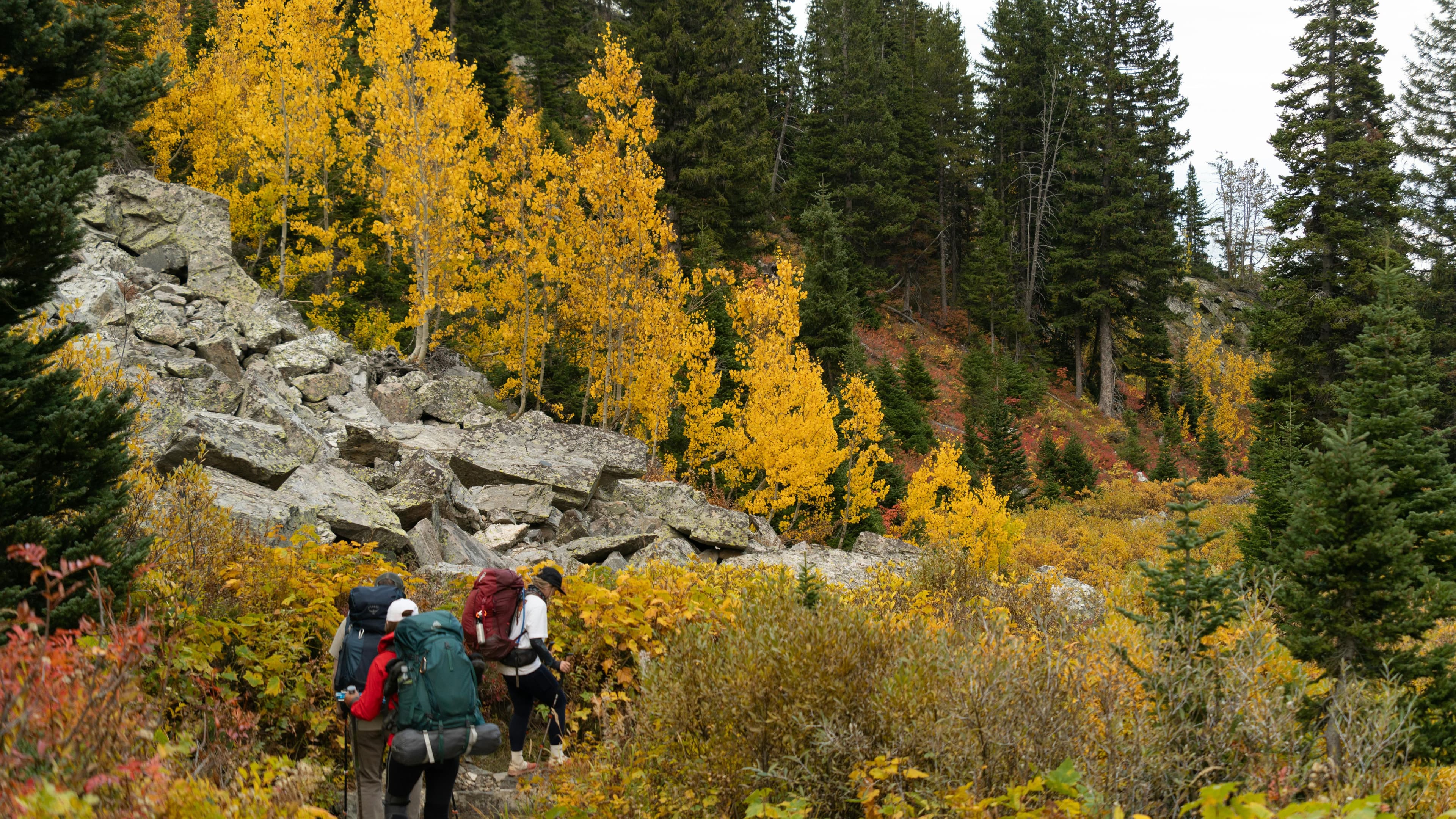 The Teton Range rising above a valley trail